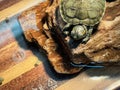 Closeup small turtle on the rock in water tank Royalty Free Stock Photo