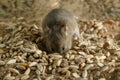 Closeup small vole mouse digs a hole into grain in warehouse and looks at camera.