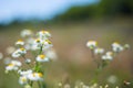 Closeup small white camomiles in a prairie