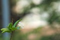 Closeup of a small white cluster of Thai flowers, with a blurred, lush Thai garden, bokeh background.