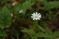 Closeup of a small white false starwort (Pseudostellaria heterophylla) flower