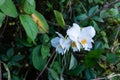 Closeup of small white flower, Dendrobium infundibulum captured in a forest Royalty Free Stock Photo