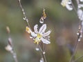 A closeup of a small white flower with dew drops Royalty Free Stock Photo