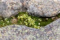 Closeup of small white flowers growing in the crack of a rocky surface on a mountaintop