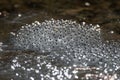 Closeup of the small white frog eggs in the water in the wild Royalty Free Stock Photo