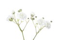 Closeup of small white Gypsophila Baby`s-breath flowers isolated on white background