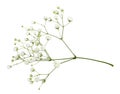 Closeup of small white gypsophila flowers Royalty Free Stock Photo