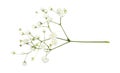 Closeup of small white gypsophila flowers Royalty Free Stock Photo