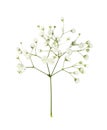 Closeup of small white gypsophila flowers Royalty Free Stock Photo
