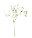 Closeup of small white gypsophila flowers isolated Royalty Free Stock Photo