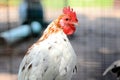 Closeup of a small white rooster