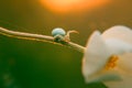 Closeup of small white spider misumena vatia on flower stem against sundown Royalty Free Stock Photo