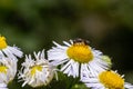 Closeup of a small wild bee on Annual Fleabane flower Erigeron annuus Royalty Free Stock Photo