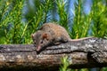 Small wild mouse on a tree branch Royalty Free Stock Photo