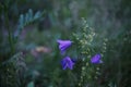 closeup of small wildplants with harebells Royalty Free Stock Photo