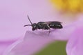 Closeup on a small Yellow-face solitary bee, Hylaeus , sitting on a purple flower