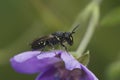 Closeup on a small Yellow-face solitary bee, Hylaeus , sitting on a purple Geranium flower