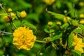 Closeup of small yellow flower