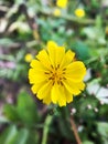 Closeup of a small yellow flower
