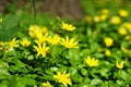 A closeup of small yellow flowers