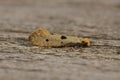 Closeup on a small yellow micro tineoid moth, Tinea trinotella sitting on wood Royalty Free Stock Photo