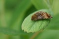 Closeup on the Small Yellow Underwing owlet moth, Panemeria tenebrata in the garden Royalty Free Stock Photo