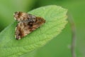 Closeup on the Small Yellow Underwing owlet moth, Panemeria tenebrata in the garden Royalty Free Stock Photo