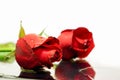 Closeup small and young British roses with dew drops on water reflection and white background