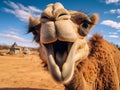 closeup of smiling camel with glasses in desert Royalty Free Stock Photo