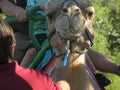 Closeup of smiling camel wearing a bridle in the park. Royalty Free Stock Photo