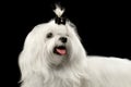 Closeup Smiling White Maltese Dog Looking up isolated on Black Royalty Free Stock Photo