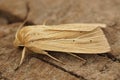 Closeup on the Smoky Wainscot owlet moth, Mythimna impura