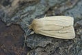 Closeup on a smoky wainscot owlet moth, Mythimna impura sitting