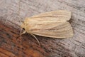 Closeup on a Smoky wainscot owlet moth, Mythimna impura, sitting on wood