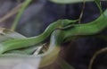Closeup of a Smooth green snake under the sunlight with the leaves on the blurry background Royalty Free Stock Photo