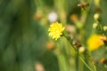 Closeup of smooth hawksbeard flower with selective focus on foreground Royalty Free Stock Photo