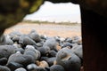 Closeup of smooth pebbles washed up on the beach