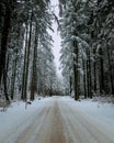 Closeup of a smooth road in the winter forest, majestic trees covered with snow Royalty Free Stock Photo