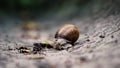 Closeup snail crawling in the stone drain