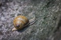 Closeup snail crawling in the stone drain