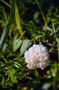 Closeup of a snail egg left on the ground to breed. Beautiful white snail egg on the green grass Royalty Free Stock Photo