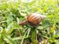 Closeup Snail in The Garden