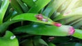 Closeup Snail With Grass Snail in Nature