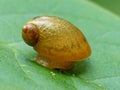 Snail On A Leaf