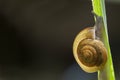 Closeup snail on green leaf.