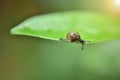 Closeup snail on green leaf