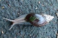 Closeup of snail lying on the concrete road Royalty Free Stock Photo