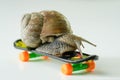 Closeup of a snail on a mini skateboard isolated on a white background