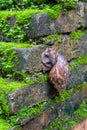 Closeup of Snail ,moss on brick wall Royalty Free Stock Photo