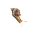 Closeup snail moving on floor isolated on white background with clipping path Royalty Free Stock Photo